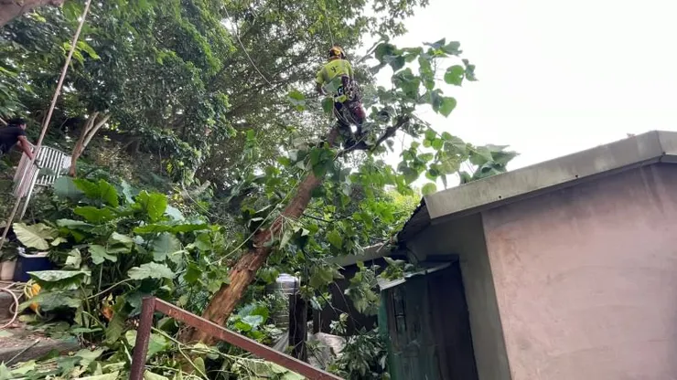 屋頂上方樹幹移除