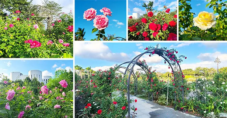 取自銀髮一直玩