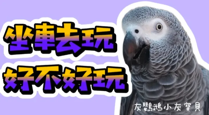 圖片來源：YouTube 灰鸚鵡小灰寶貝