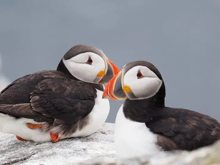 Puffin @ Isle of&nbsp;May