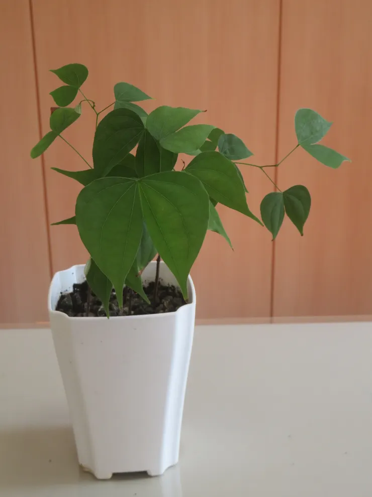 蘆洲慈濟112.12.07