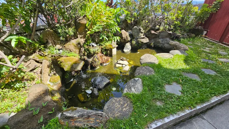 屋頂花園也養了很多隻大烏龜!