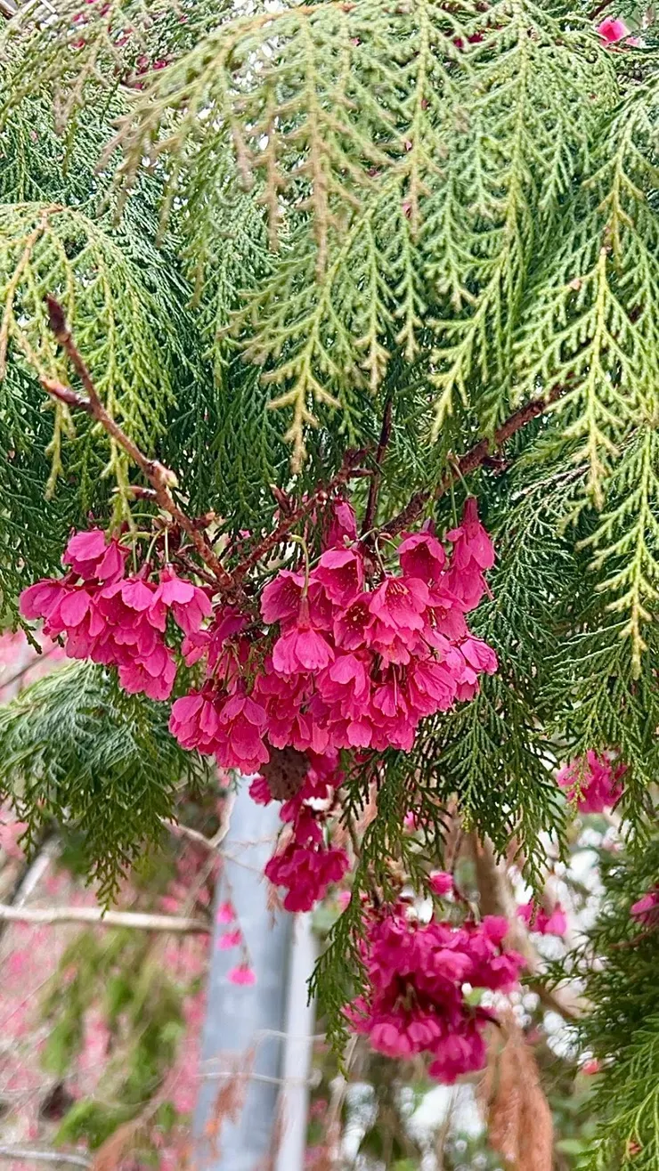 圖15 西寶國小花鳥皆美，目前沒有學生的校園少了些許歡笑