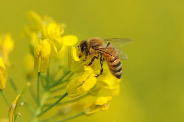 蜜蜂也會為咖啡因瘋狂