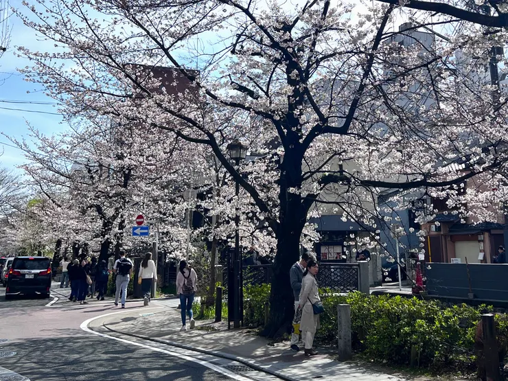 京都高瀨川運河櫻花。（攝影／林以絜）