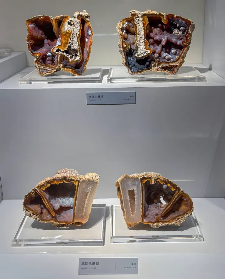 瑪瑙化珊瑚(Agatized Coral)