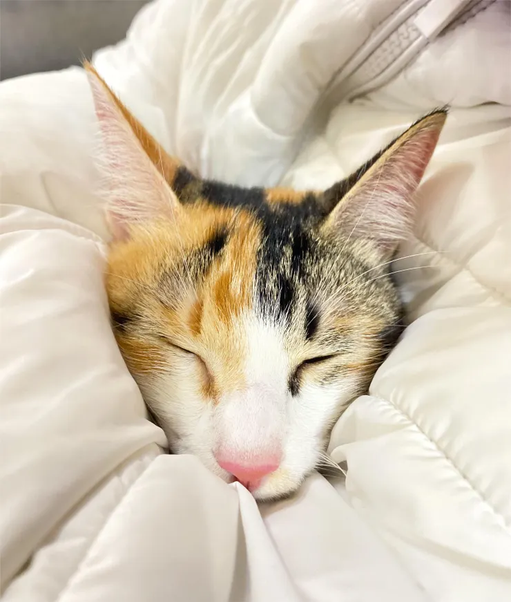 Aura喵超口愛的一張!(IG:aura.meow0410)