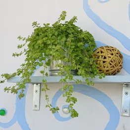 克蘿莉思的沙龍