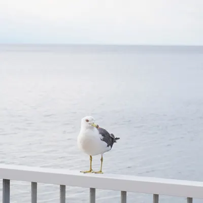 海邊的塞加斯特