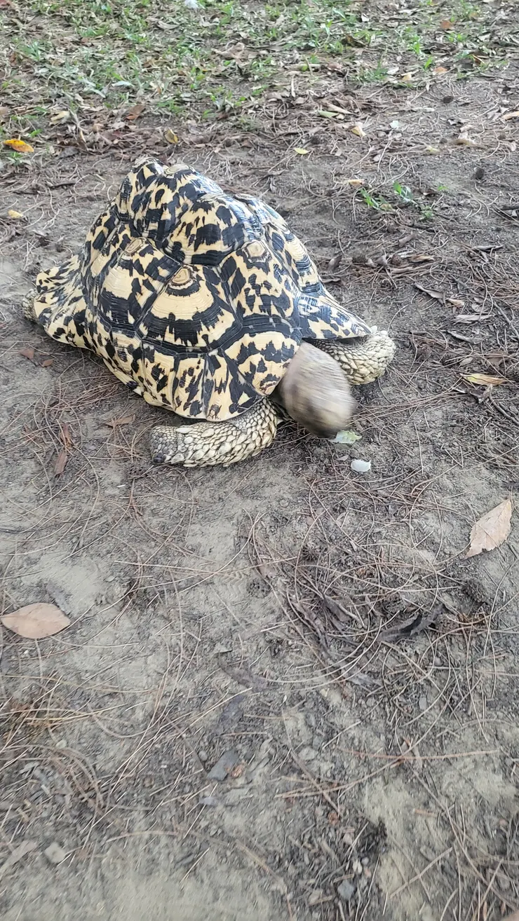中興湖濱有遊人瀏‘’豹紋陸龜‘’(李建崑攝影)