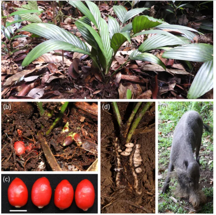 Pinang Tanah。圖片取自期刊