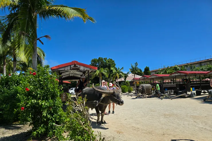 竹富島水牛車3,300日幣/成人,船票+水牛車4,500日幣左右