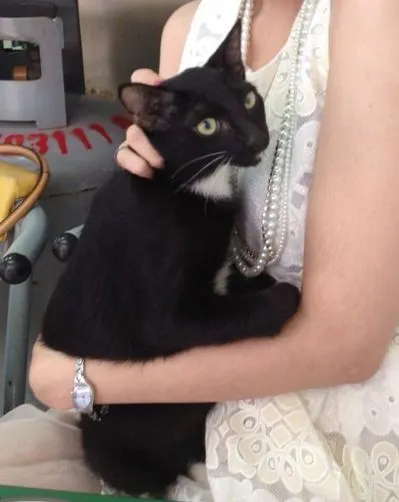 小貓自帶西裝，花色特別。