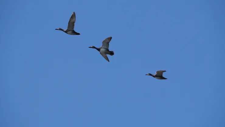 赤膀鴨（新tick）