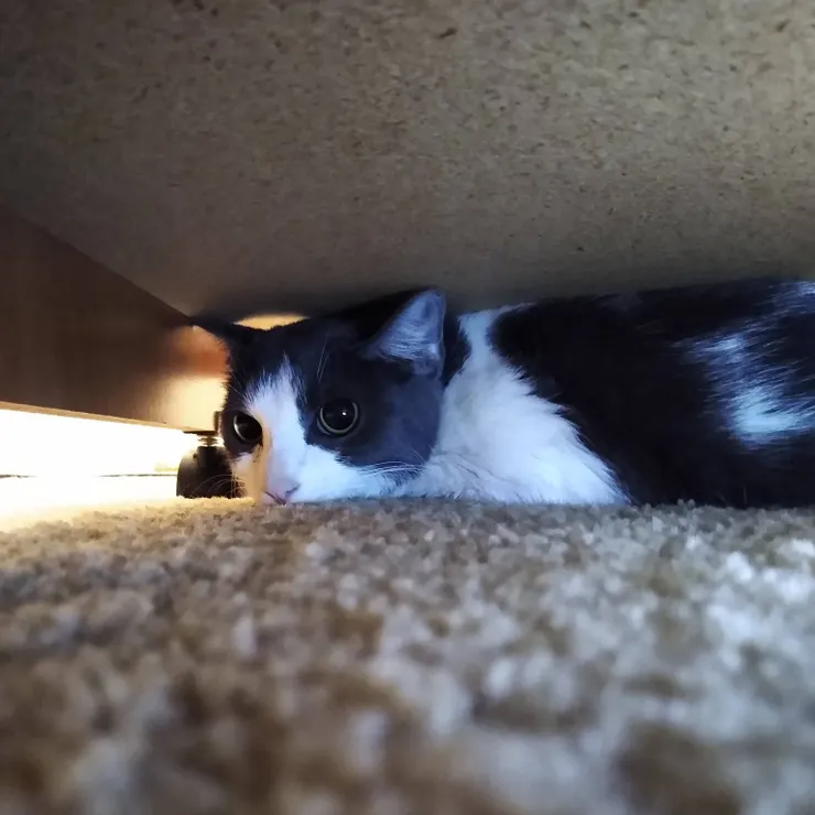 把手機伸到矮櫃底下拍貓