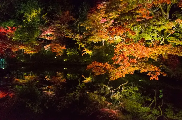 夜裡看紅葉有種特別感覺，神秘且壯觀美。