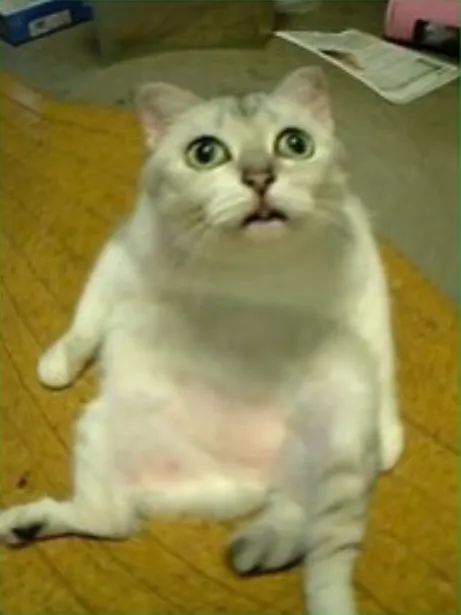 蛋蛋.....為什麼還在呢?