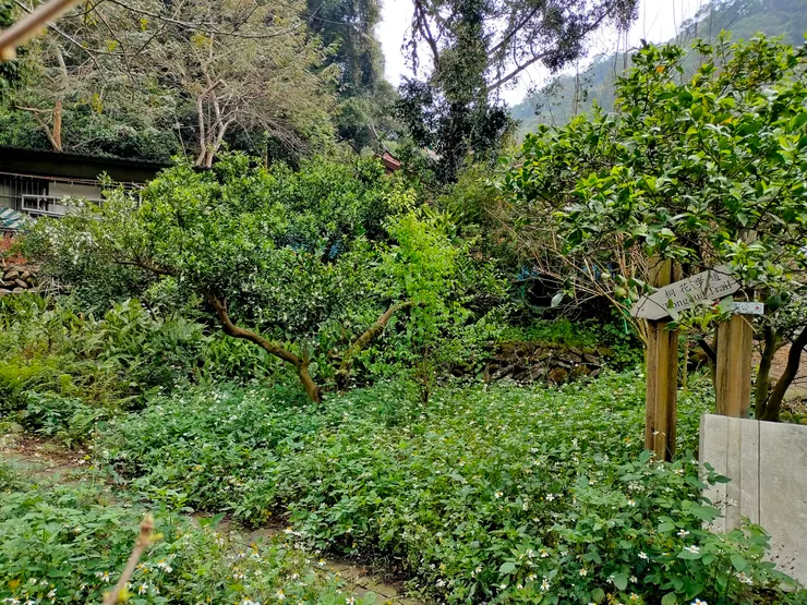 這是改造前小店右邊的樣子,咸豐草幾乎把步道吞噬