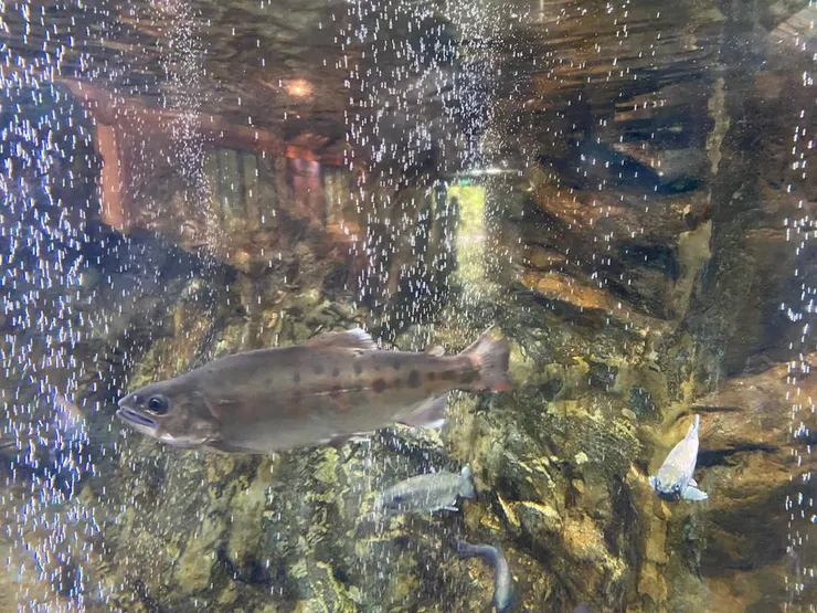 養殖在「台灣櫻花鉤吻鮭生態中心」裡的國寶