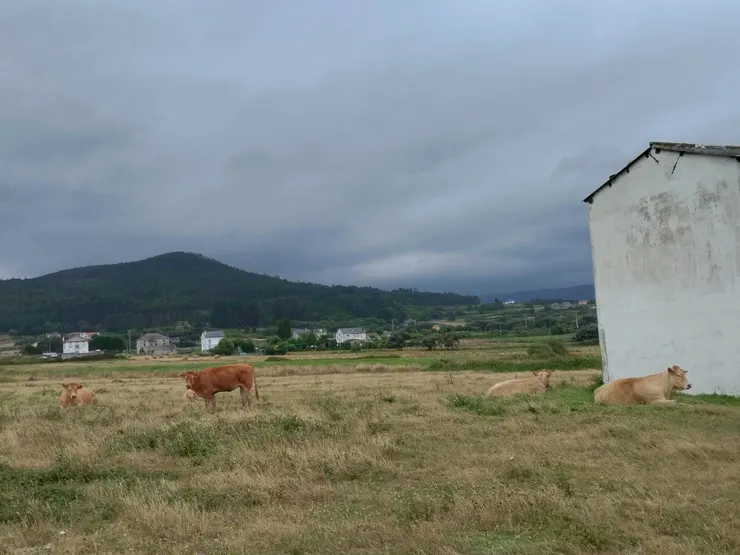 牛和馬平時都在想些什麼呢？是否和我們一樣，區分得出人的膚色呢？