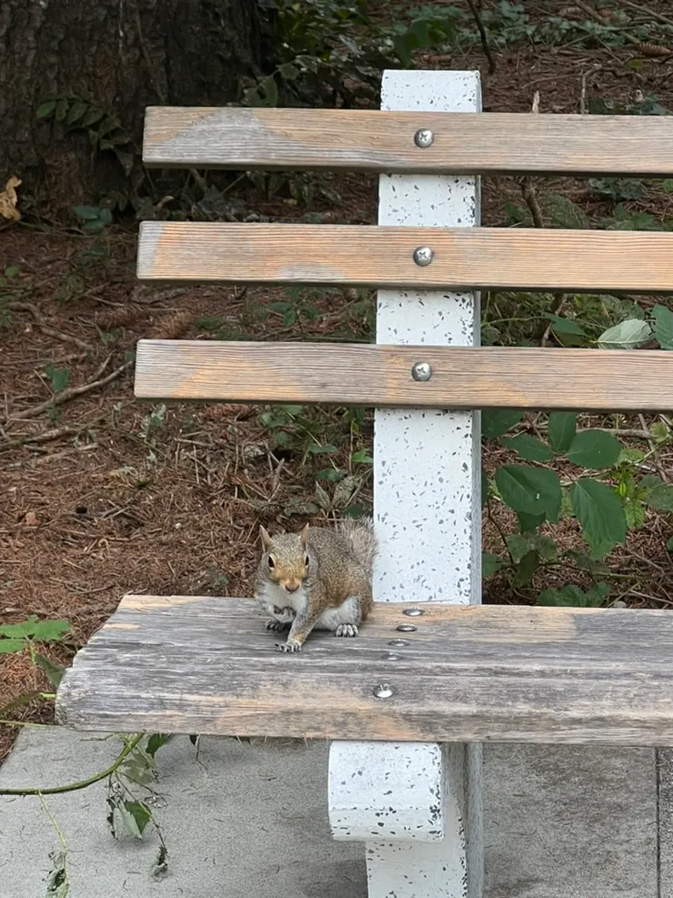 這隻松鼠在我看中的木椅上，我把它趕下椅子，但他還是好奇地看我吃餅乾。