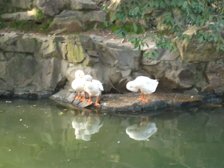 「鵝池」是真的有養「鵝」