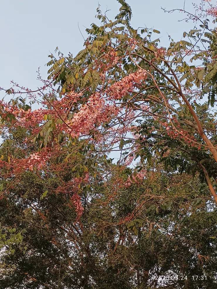 今年花旗木（三月櫻,粉紅陣雨樹）回風尊前舞，自拍攝