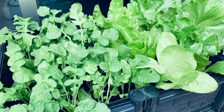 種植兩週長出來的芝麻葉