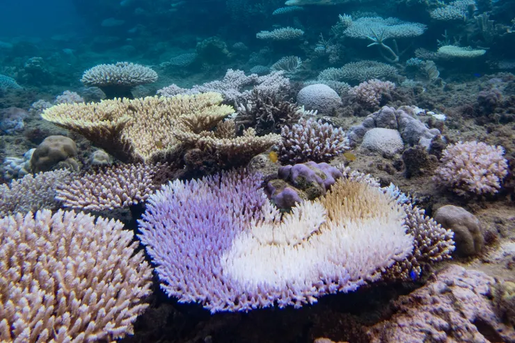 珊瑚白化示意圖(圖源:Photo AC)