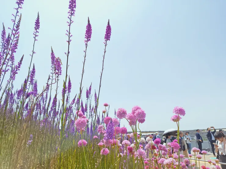 大屋根つながりの海段