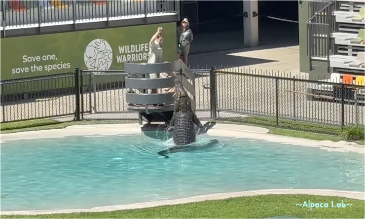 Australia Zoo 布里斯本，25/11/23，超精彩鱷魚秀🐊