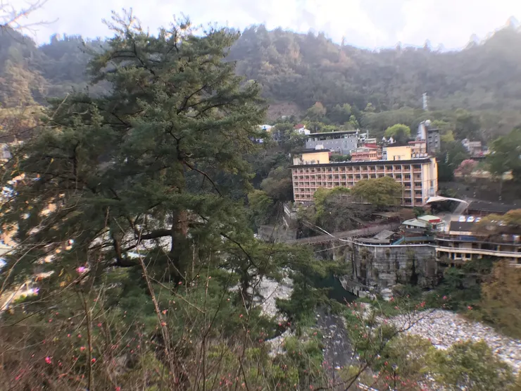 2021.03還健在的千年五葉松