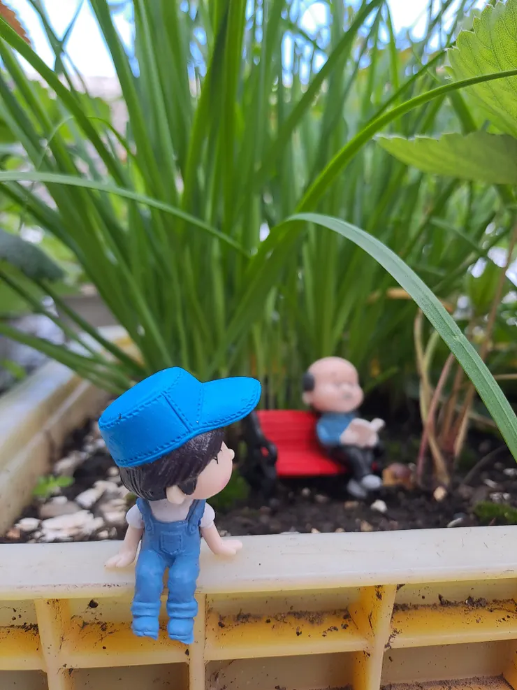 在屋頂上，有一塊不到一坪的小平台。平台上，種了韭菜、紫蘇、桑葚還有草莓跟金桔。女兒牆也架起了一座藤架，種了一株營養不良的苦瓜XD。澆水時，看到韭菜旁邊長了一小塊的青苔，一時興起了童心。拿出公仔，拍了一組老人與小孩的休閒時光。