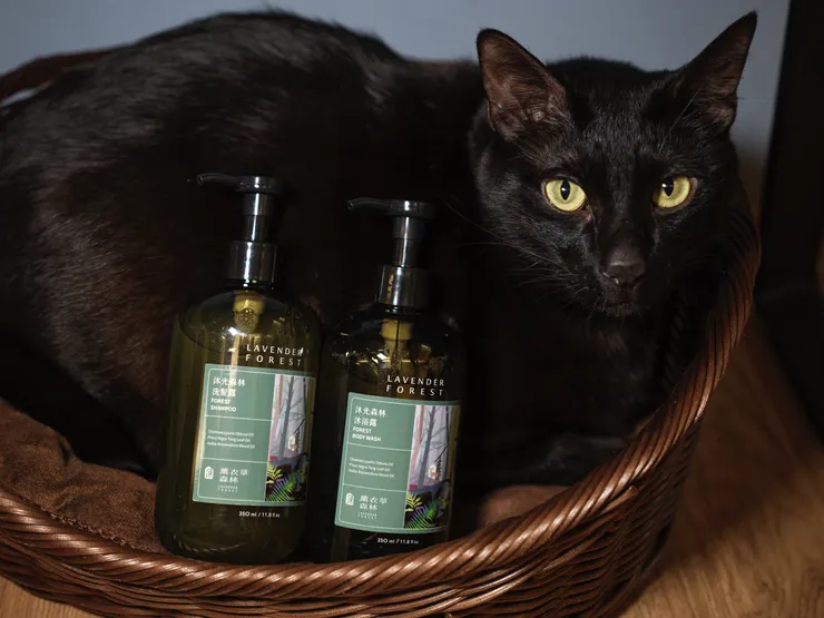 大黑貓與沐光森林