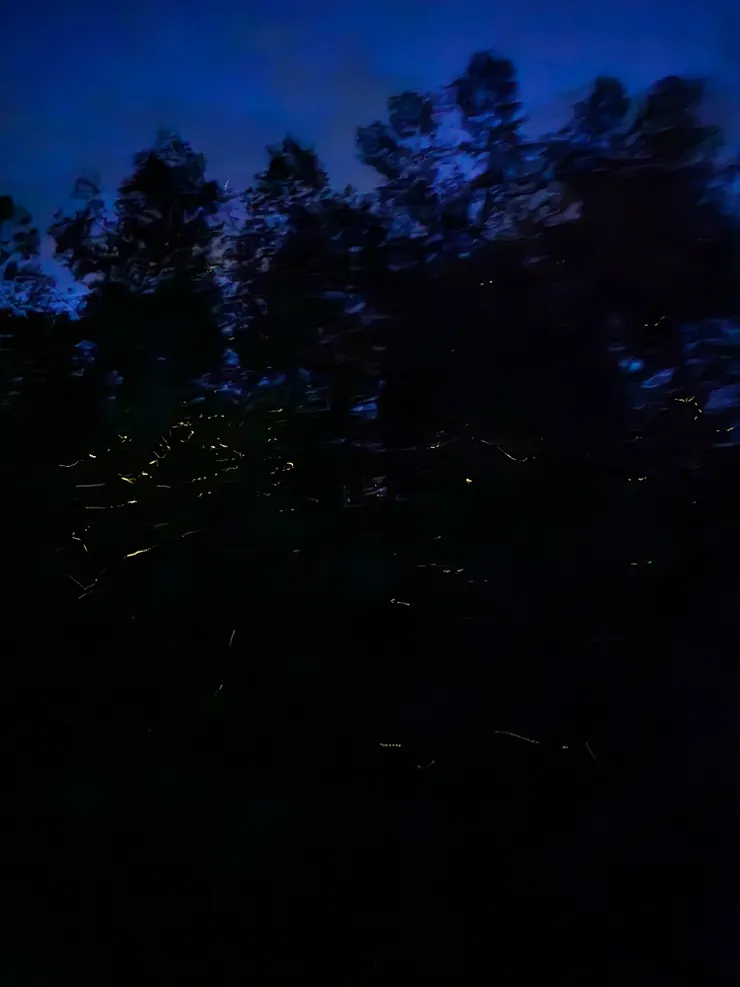 整棵樹都是螢火蟲