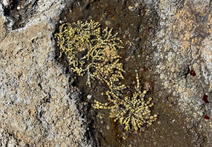 「海葡萄聽說很好吃欸！」「這邊到處都是！你敢吃就帶回去試試看～」