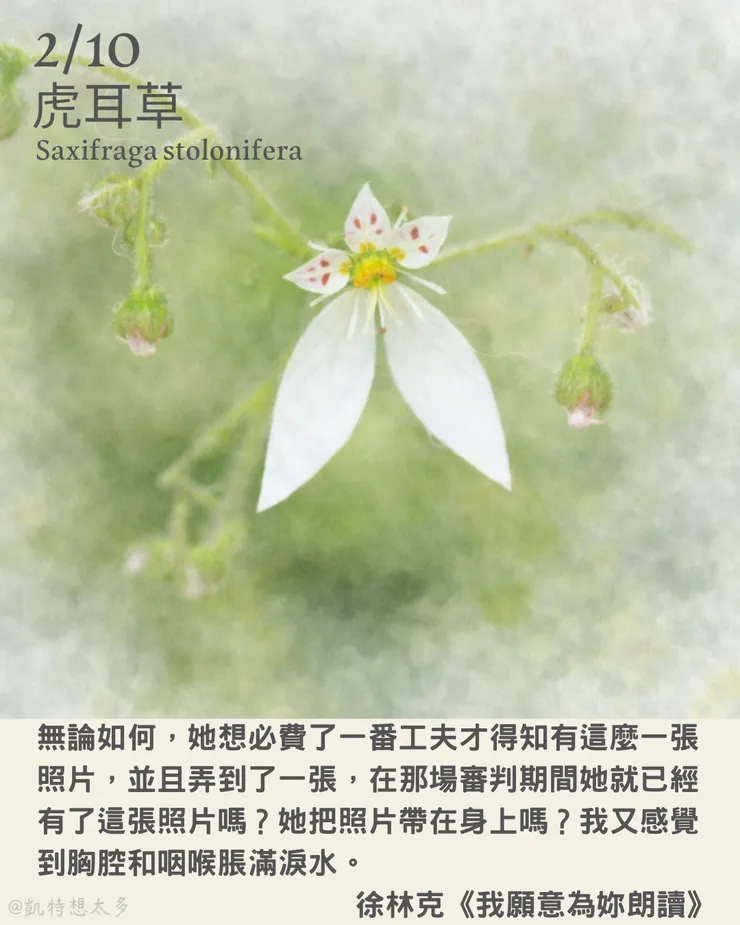 《一日一花・一句》｜2 月 10日｜虎耳草×徐林克《我願意為妳朗讀》