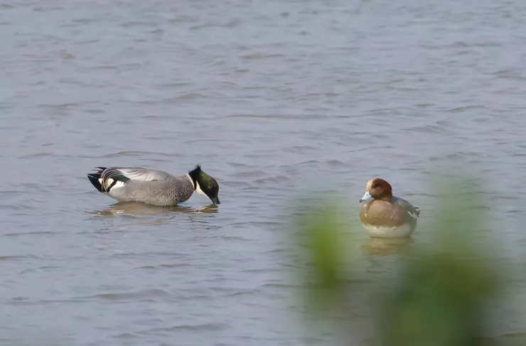 左邊是羅文鴨：優雅的姿態