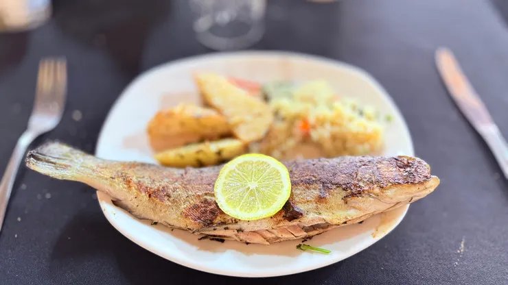 鱒魚