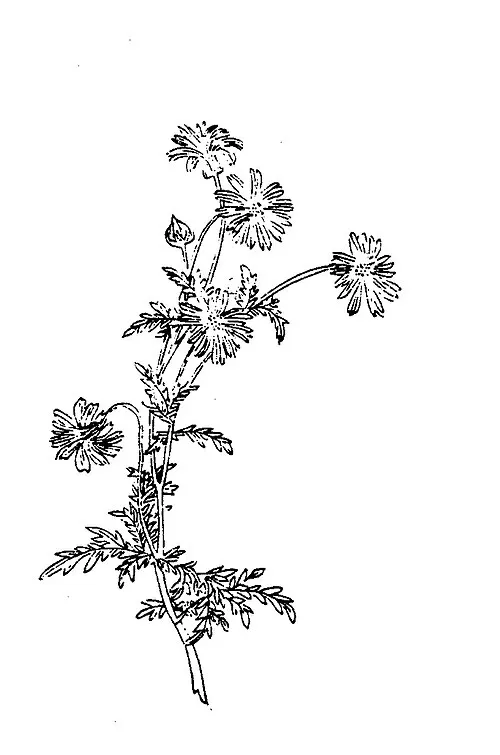 清代《植物名食圖考．茼蒿》