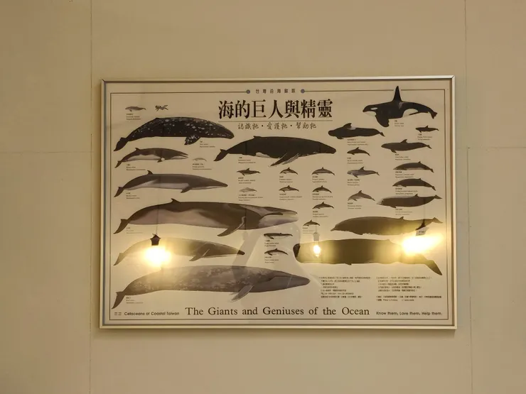 有鯨魚嗎？I Don't Think So！