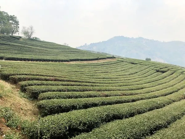 泰北茶園