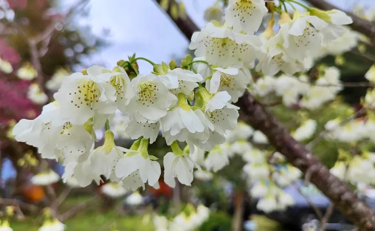 嘉義樟樹湖櫻花