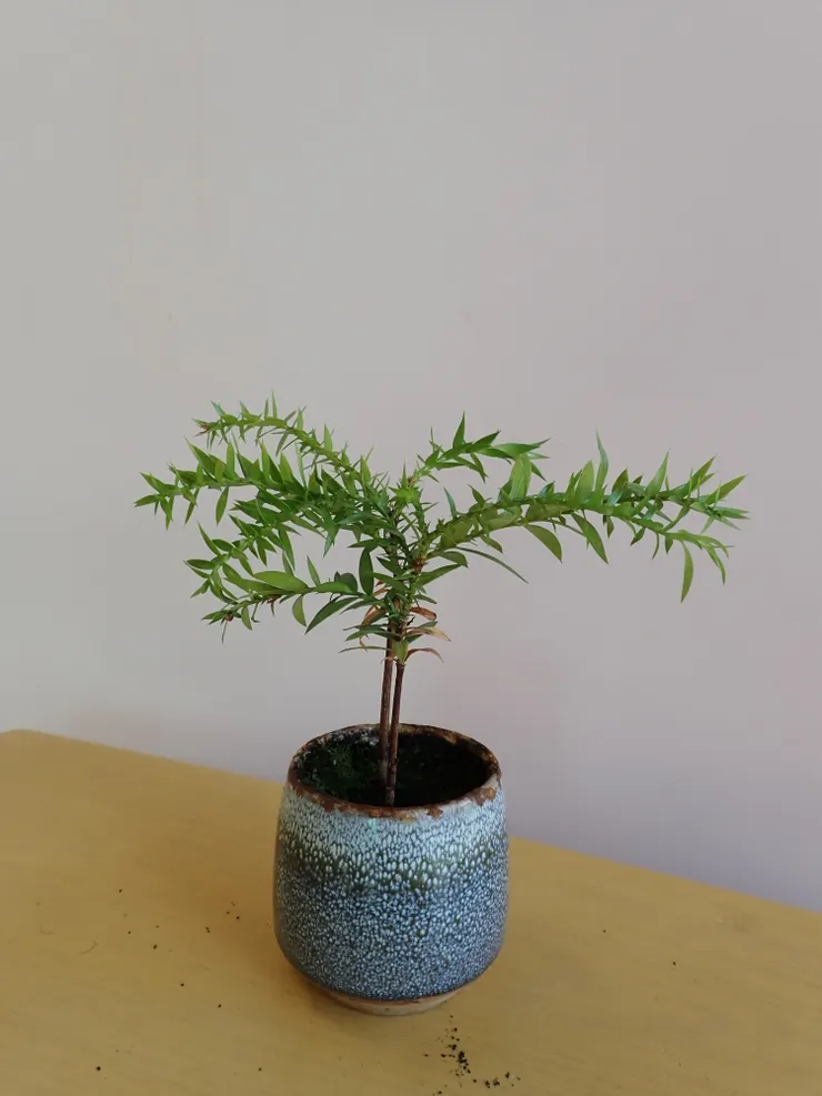 中山社大113.11.28