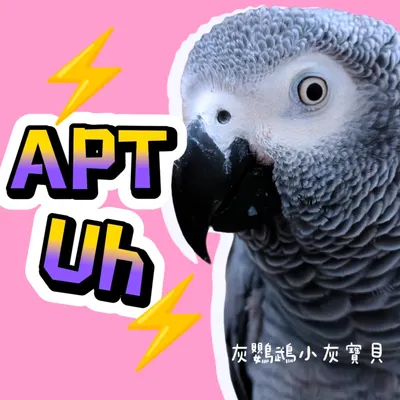 灰鸚鵡喊說：APT~Uh! 