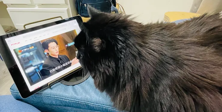 動態畫面對貓咪有一定的吸引力。