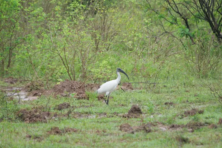 Black-headed Ibis