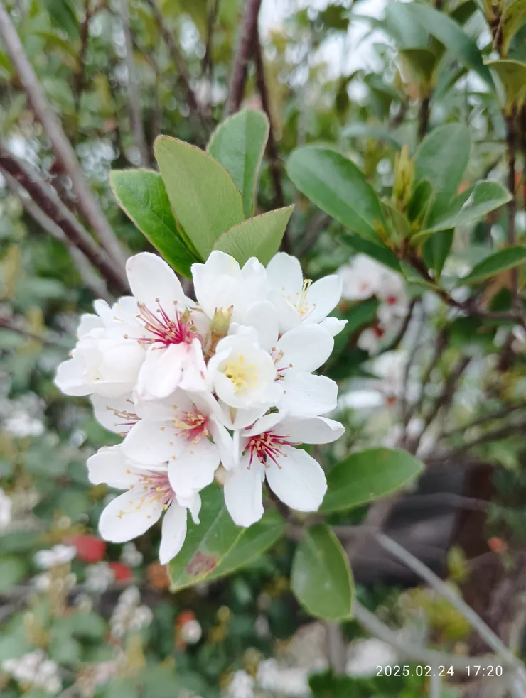 今年的石斑木盛顏呀！