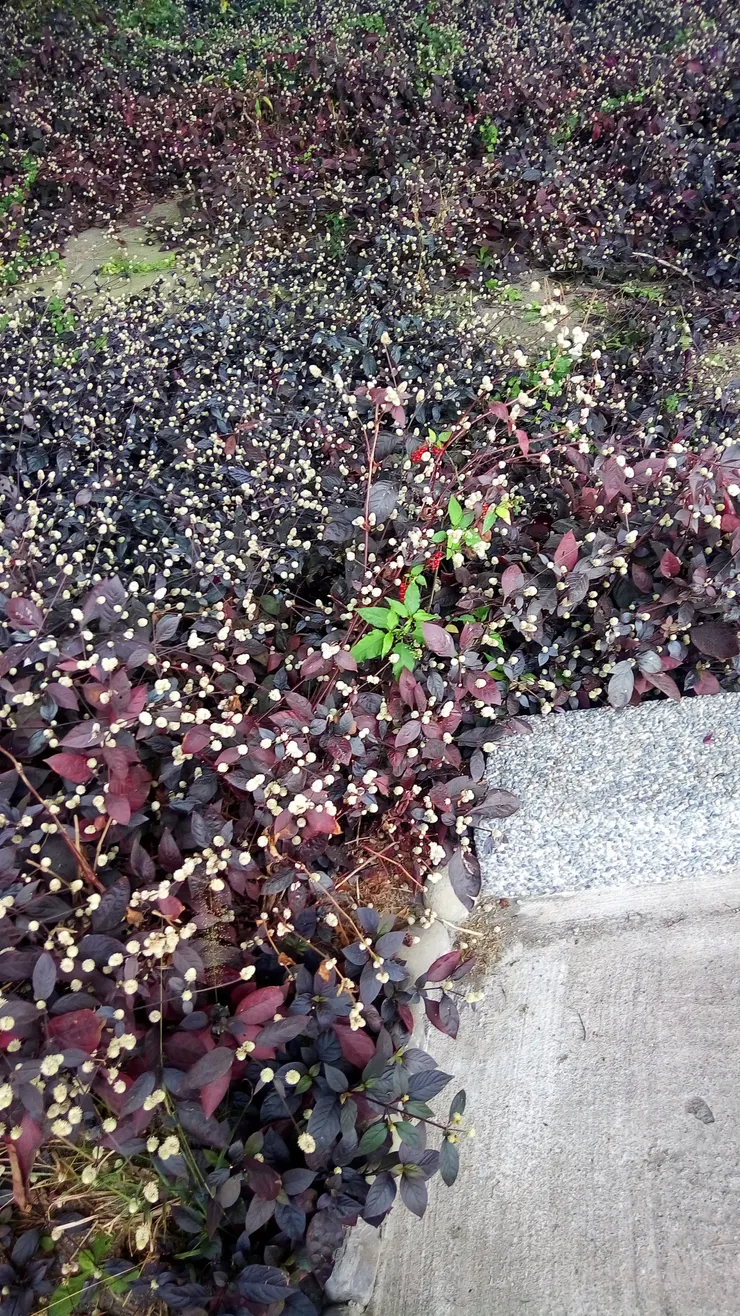 拍於2018年，單車國道一景，但這植物在我2026去散步時，已經不見了。