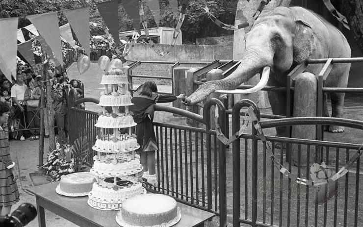 1983年10月30日林旺66歲祝壽現場